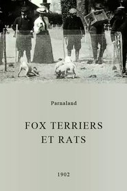 Fox terriers et rats