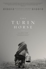 Il cavallo di Torino