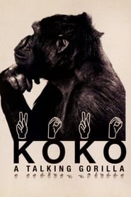 Koko, il gorilla che parla